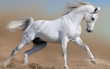 caballo de pelea gris realista de la foto Pinturas al óleo